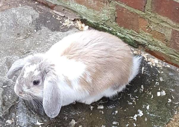 The owner of this cute bunny is being sought by Lancashire Police.