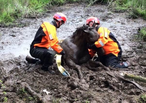 Firefighters rescued a horse after it became trapped. Pic: Lancashire Fire and Rescue