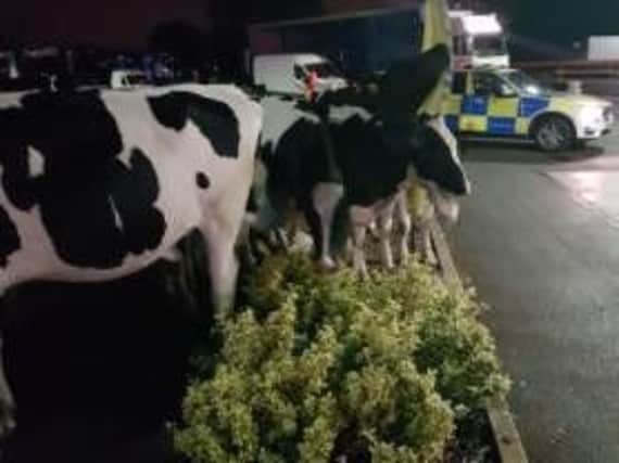The cows' behaviour was 'udderly' baffling