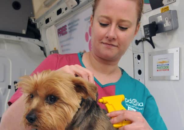 A pet dog receives a microchip
