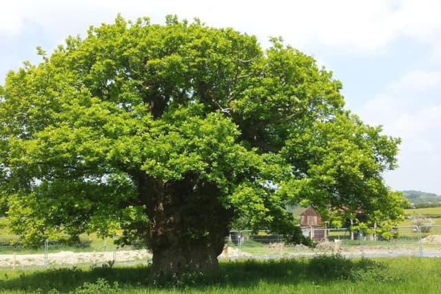 Lep Tree Is the Tree of the Year in Lancashire?
