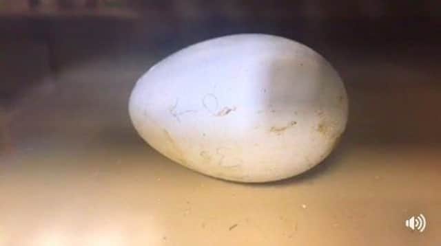 Thousands of people tuned in hoping to see the penguin chick hatch - but there was a sad ending (Blackpool Zoo)