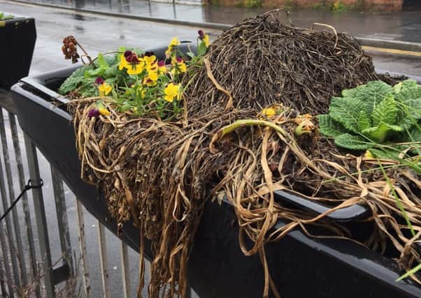 Welcome to Preston:  a plant trough, complete with dead plants,  perched on Ringway's railings.