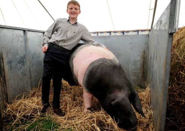 The annual Great Eccleston Agricultural Show. Thomas Hayton aged 12 from Garstang with his British Saddleback pig. Picture by Paul Heyes, Saturday July 15, 2017.