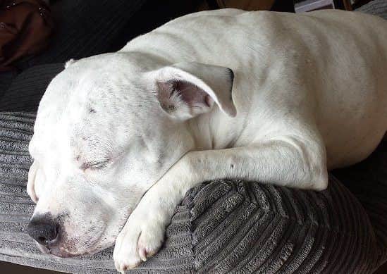 Police are investigating after this dog was stolen during a burglary.