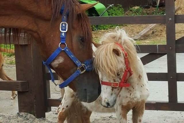 The ARC Equestrian Rescue Centre - Henry is the small white pony