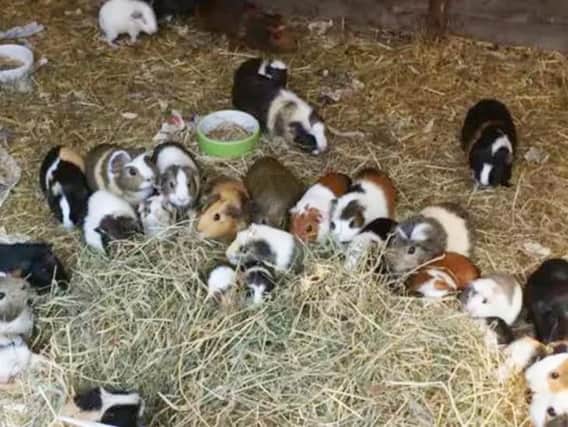 When Worthing Guinea Pig Rescue was called in to help there were already 160 animals running around the garden.