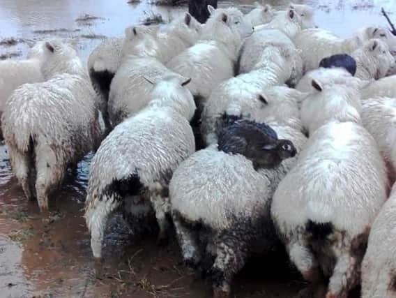 The sheep were huddled together on a high spot on the farm, standing in about three inches of water