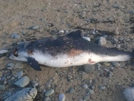 A dead porpoise washed up on the beach at Cleveleys in 2016