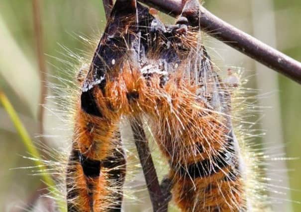 'Zombie' caterpillars that have died after being taken over by a virus have been found in Lancashire at Winmarleigh Moss