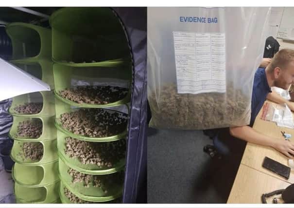 Cannabis seized from an address in Ingol, Preston. Photo: Preston Police