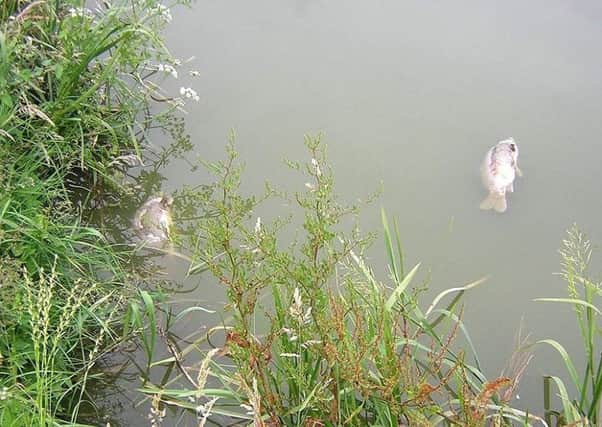 The affected fish at Cleverley Bridge in Forton
