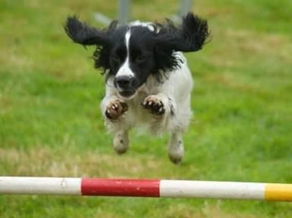 An action packed programme of events has been lined up for the fundraiser from aJust For Fun Dog Show to sports and games to picnic in the park.