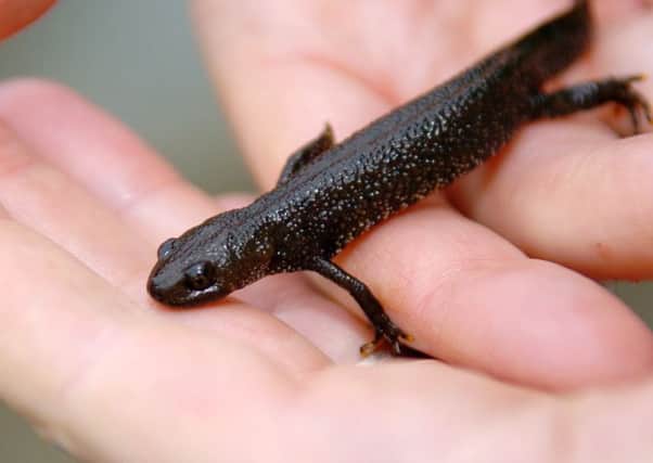 A Great-Crested Newt