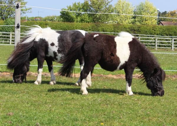 Stock image of Shetland ponies