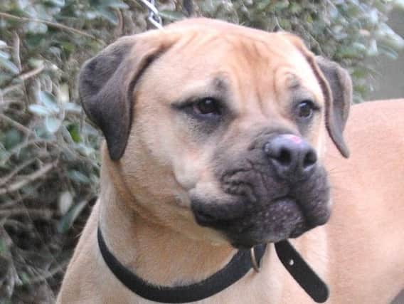 A bullmastiff was rescued by fire crews (File picture used for illustrative purposes only)