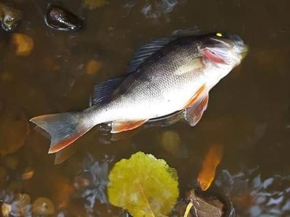 Staff at Cuerden Valley Park said they received reports from visitors of dead fish floating in the River Lostock