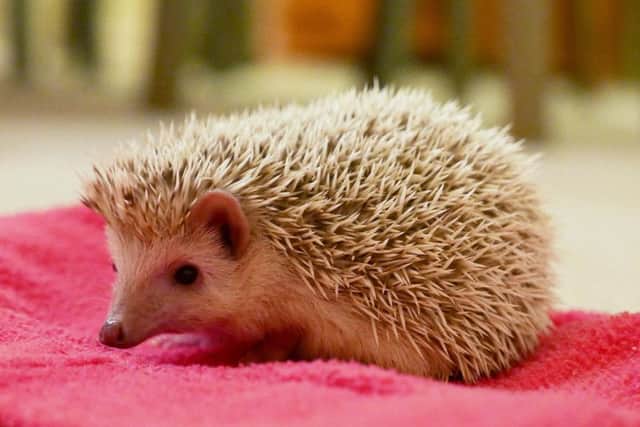 An African pygmy hedgehog