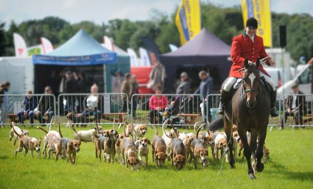 Lancashire Game and Country Festival in Scorton.
Vale of Lune Harriers give a hunting demonstration.  PIC BY ROB LOCK
9-9-2017