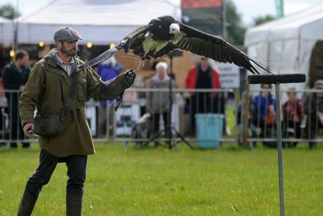 Lancashire Game and Country Festival in Scorton.
Ben Potter displays Arthur the White-Headed Vulture.  PIC BY ROB LOCK
9-9-2017