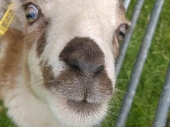 Remus the lamb before he went missing