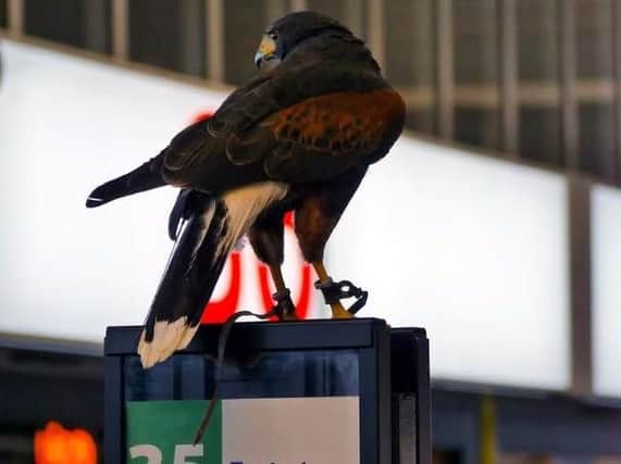 One of the hawks on patrol. Picture from Lancashire County Council