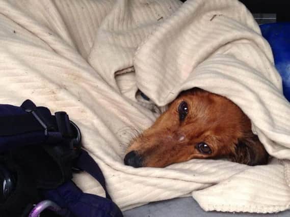 Sick pets can be covered by family sick leave
