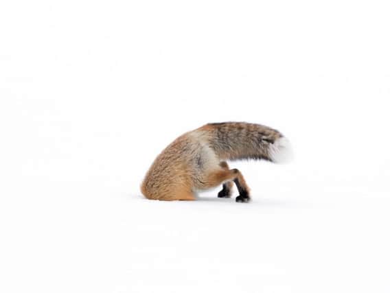 Stuck in by Ashleigh Scully, winner of the 11-14 years old category