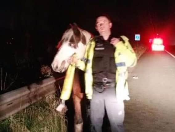 Police were called to reports of 'horsing around' on the M65