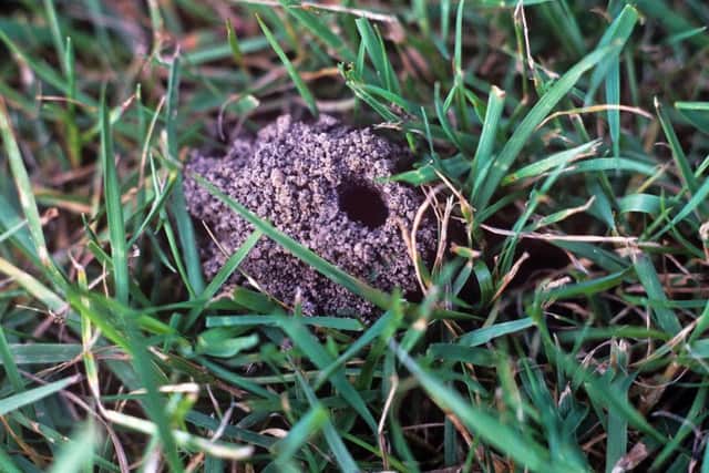 A bee burrow
