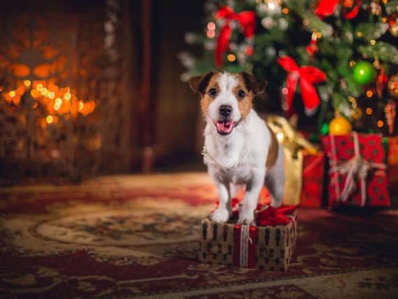 Keep your pets safe this Christmas by following these simple rules
