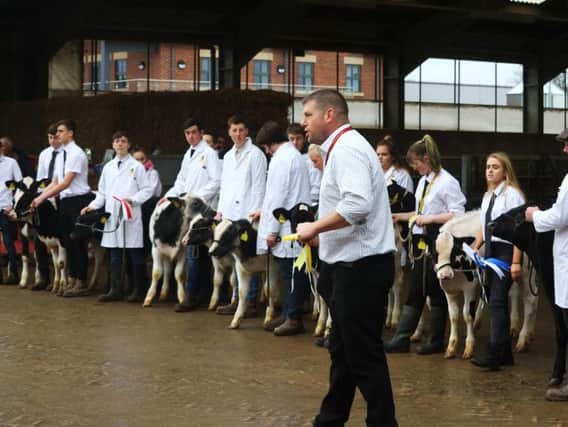 Christmas calf show at Myerscough College