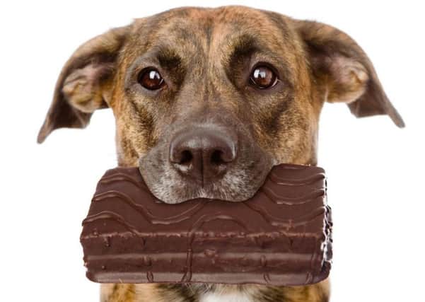 Chocolate is toxic for dogs