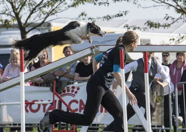 Nicola Wildman, 26, and two year-old Zest qualified in the medium dog competition in the prestigious Kennel Club Olympia Stakes finals in London .