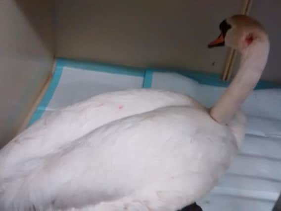 The female swan suffered two wounds to her neck