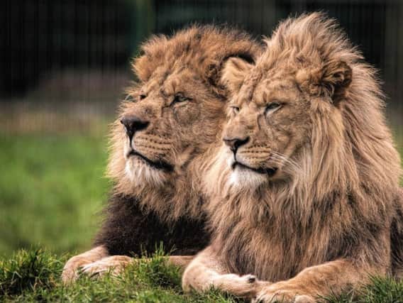 Wallace and Khari the lions at Blackpool Zoo
