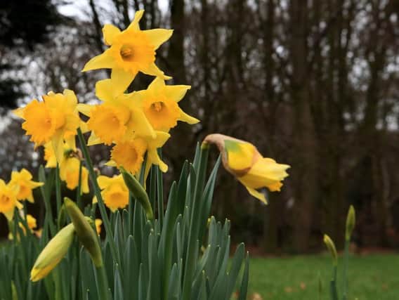 A collection of daffodils have started to bloom near a wood in Woolton, Liverpool. PRESS ASSOCIATION Photo. Picture date: Monday January 1, 2018. Photo credit should read: Peter Byrne/PA Wire