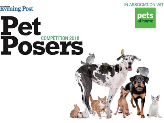 Pet Posers 2018
