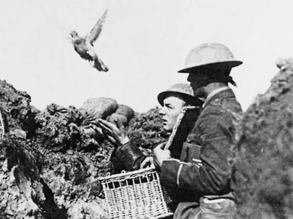 A messenger pigeon being released in the trenches