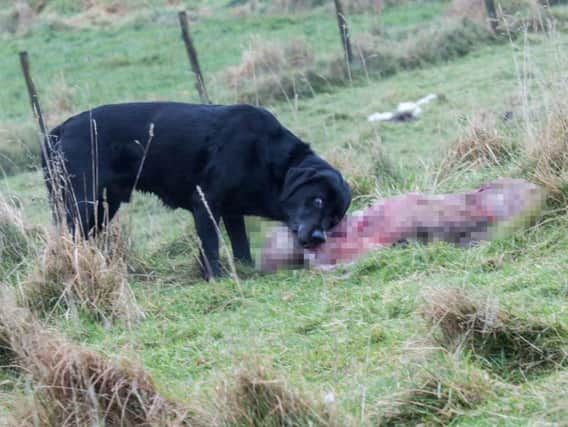The black Labrador was spotted attacking sheep on farmland near Lancaster