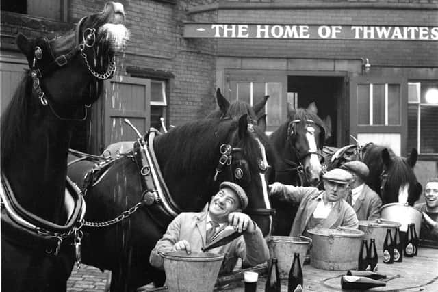 Shire horses enjoying a drink at Thwaites brewery in Blackburn in 1964 from Talbot Archives collection