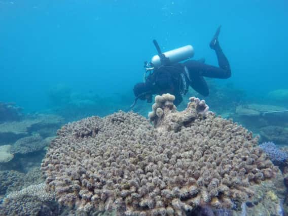 The Lancaster University team examining coral reefs (Photo:  Andreas Dietzel)