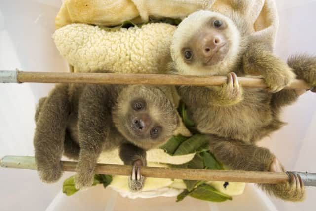 Hoffmann's Two-toed Sloth 
Choloepus hoffmanni
 - Orphaned babies 
at Aviarios Sloth Sanctuary, Costa Rica

Rescued and in rehabilitation program