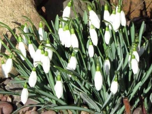 Head to Lytham Hall for some stunning snowdrop displays