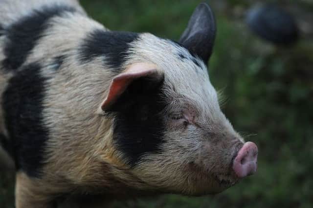 One of the little pigs which turned up in a back garden in Hutton.