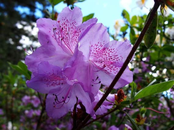 Azaleas can cause vomiting, diarrhoea, and even blindness and comas in cats and dogs. Image: Pixabay