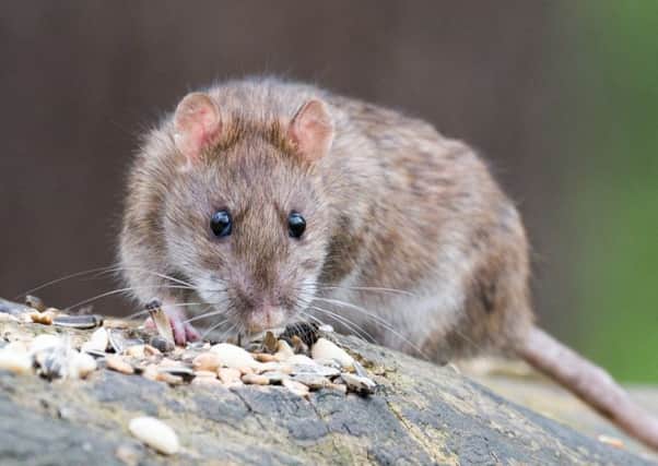 Brown rat

Image from British Pest Control Association