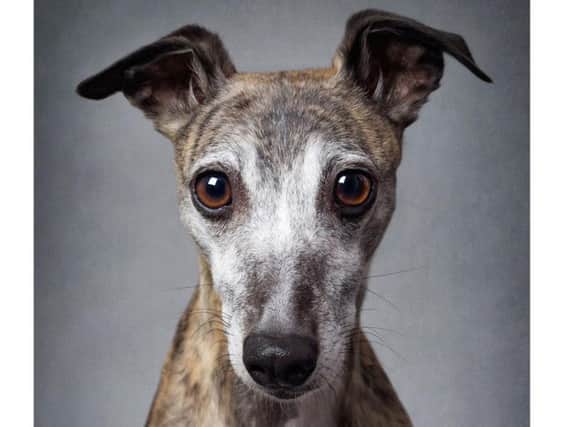 The winning image of Lizzie the whippet