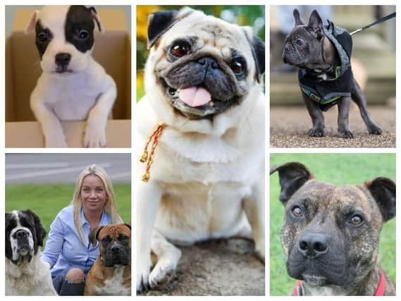 Staffies, French Bulldogs, Pugs and Jack Russells are most likely to be snatched