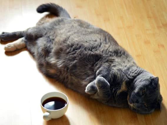 New research has found half of all adult cats are carrying too many extra pounds.